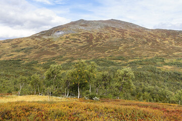 Swedish nature birch trees Getryggen mountain autumn landscape background.
