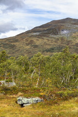 Swedish nature green birch trees Getryggen mountain first autumn colors landscape background.