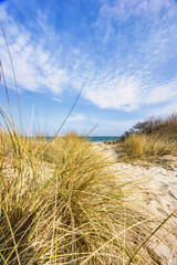 sand dunes and grass