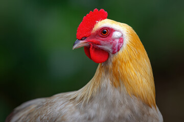 capture portraits of top  animals set against clean minimalist background with bokeh effects