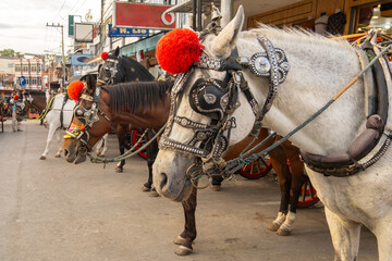 Decorated horses with traditional harnesses standing on a city street, used for carriage rides, showcasing cultural tourism and heritage transportation in Indonesia.