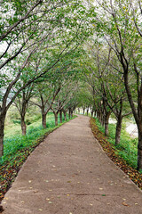 여름에서 가을로 변하는 계절의 산책로