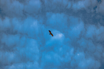 Beautiful Nature Background for Wallpaper and Design