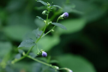 帆掛け船を連想
