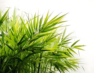 Fototapeta premium Lush bamboo leaves against white