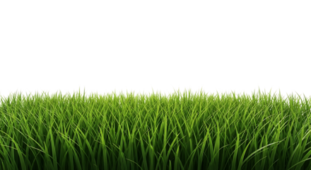 Lush green grass isolated on transparent background, offering a fresh and vibrant natural element for various design and creative applications with a clean look