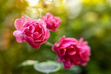 Close-up of vibrant pink garden roses (Rosa spp.) in full bloom with velvety petals and soft bokeh. Warm golden sunlight filters through lush green foliage, creating a dreamy summer floral background