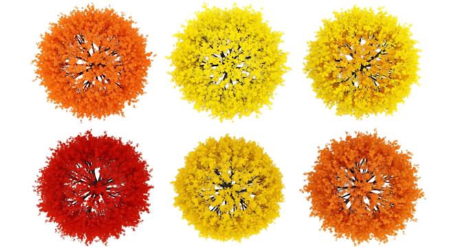 Overhead view of colorful tree isolated on transparent background, showcasing a vibrant collection of orange, yellow, and red foliage in a circular arrangement