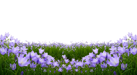 A beautiful field of bluebells isolated on transparent background, creating a serene and picturesque scene with vibrant colors and delicate details