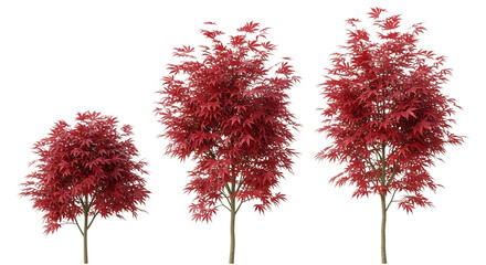 Three japanese maple trees with vibrant red leaves isolated on transparent background, showcasing their beauty and elegance in a minimalist setting