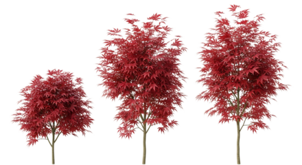 Three japanese maple trees with vibrant red leaves isolated on transparent background, showcasing their beauty and elegance in a minimalist setting