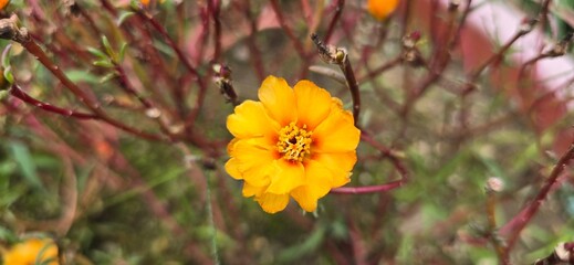yellow flower in the garden