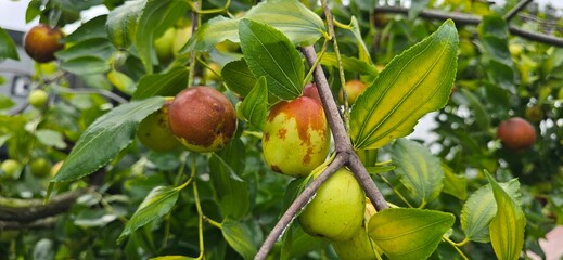 jujube on tree