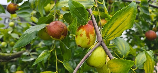 jujube on tree