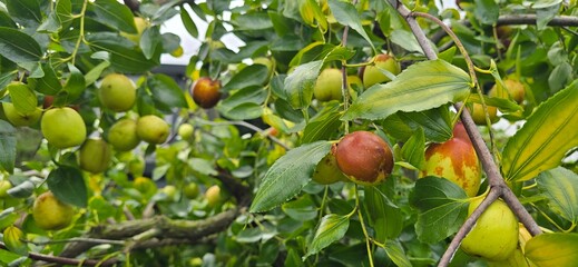 jujube on tree