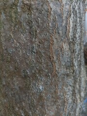 close-up detail of mango tree bark