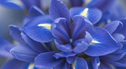Closeup blue flower petals