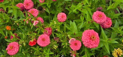 pink flowers in spring