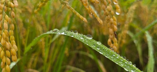 Water droplets on rice leaves