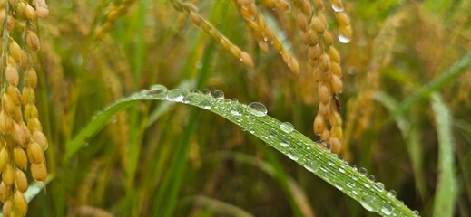Water droplets on rice leaves