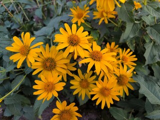 yellow flowers in the garden