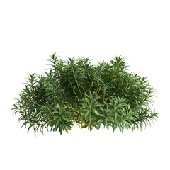 3d illustration of bush Hosta rainforest sunrise isolated on transparent background