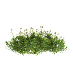 3d illustration of bush Hosta rainforest sunrise isolated on transparent background