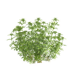 Obraz premium 3d illustration of bush Digitalis purpurea isolated on transparent background