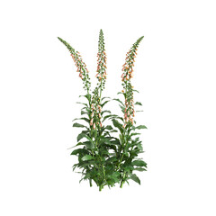 Fototapeta premium 3d illustration of bush Digitalis purpurea isolated on transparent background