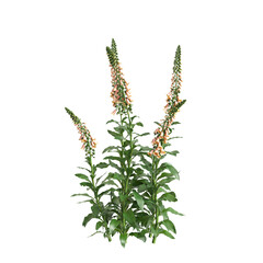 3d illustration of bush Digitalis purpurea isolated on transparent background