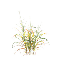 3d illustration of bush Miscanthus purpurascens isolated on transparent background