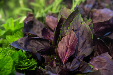 close-up of purple basil in a bunch picked in the garden or on the farm. Macro shot of basil leaves. Fresh herbs for the table
