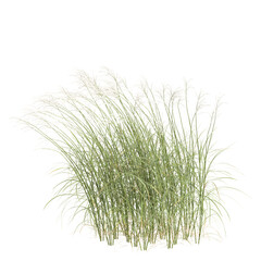3d illustration of bush Miscanthus flavidus isolated on transparent background