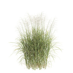 3d illustration of bush Miscanthus flavidus isolated on transparent background
