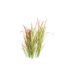 3d illustration of bush Imperata cylindrica rubra isolated on transparent background