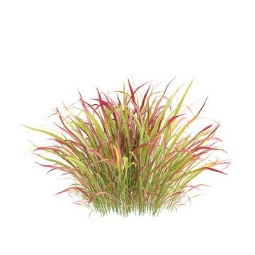 3d illustration of bush Imperata cylindrica rubra isolated on transparent background