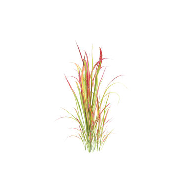 3d illustration of bush Imperata cylindrica rubra isolated on transparent background