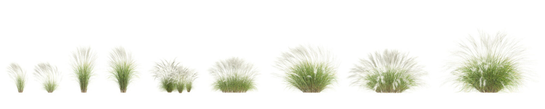3d illustration of set bush Nassella tenuissima isolated on transparent background
