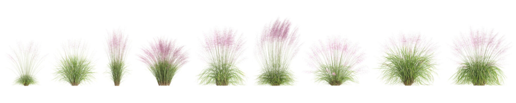 3d illustration of set bush Muhly grass isolated on transparent background