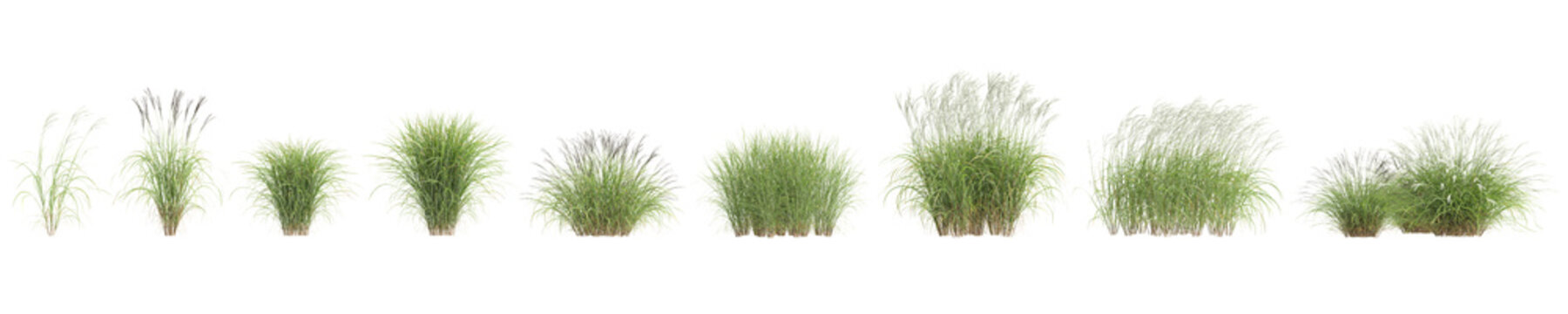 3d illustration of set bush Miscanthus sinensis isolated on transparent background