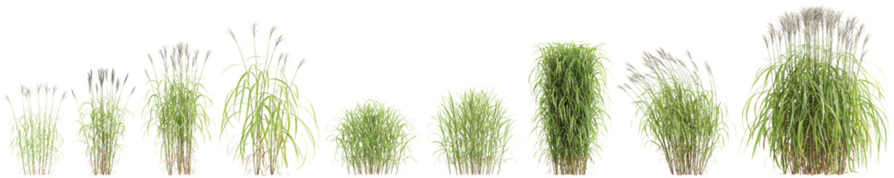 3d illustration of set bush Miscanthus sacchariflorus isolated on transparent background