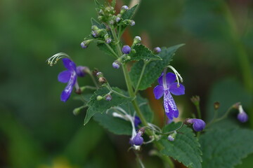 帆掛け船を連想