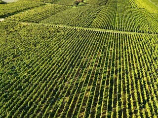 Aerial View of Vineyard Fields with Intersecting Dirt Roads