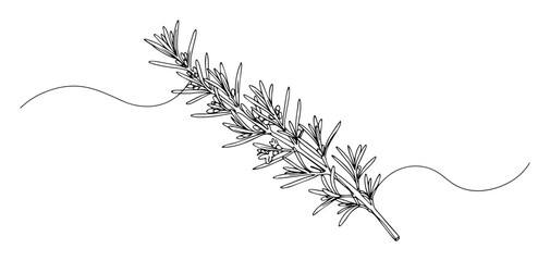 rosemary herb twig with leaves © Wieslaw