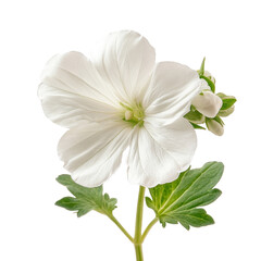 Fototapeta premium Beautiful white flower isolated on white 