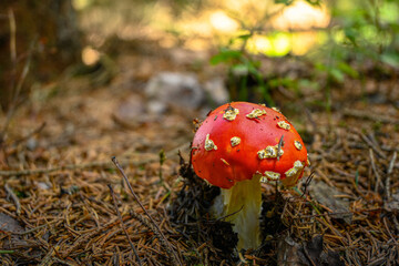 Amanita muscaria mushroom emerging from the forest floor, surrounded by pine needles