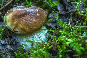 Porcini mushroom growing wild on the forest floor surrounded by green moss and organic matter