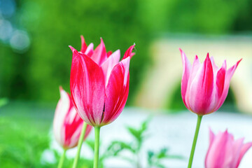 Group of vibrant bi-color tulips grown in spring garden