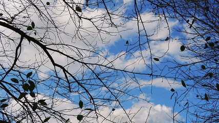 나뭇가지 사이 가을 하늘