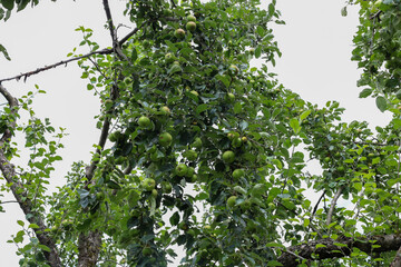 ​A spreading tree trunk, profusely covered with green apples, symbolizes the richness of nature and the fertility of the earth